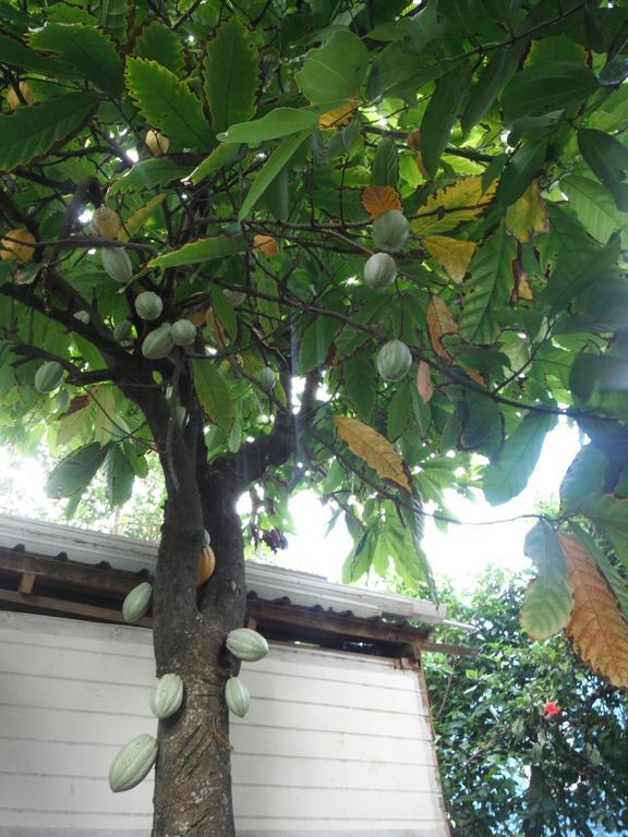 Classique International In Dominica Marigot Habitación foto