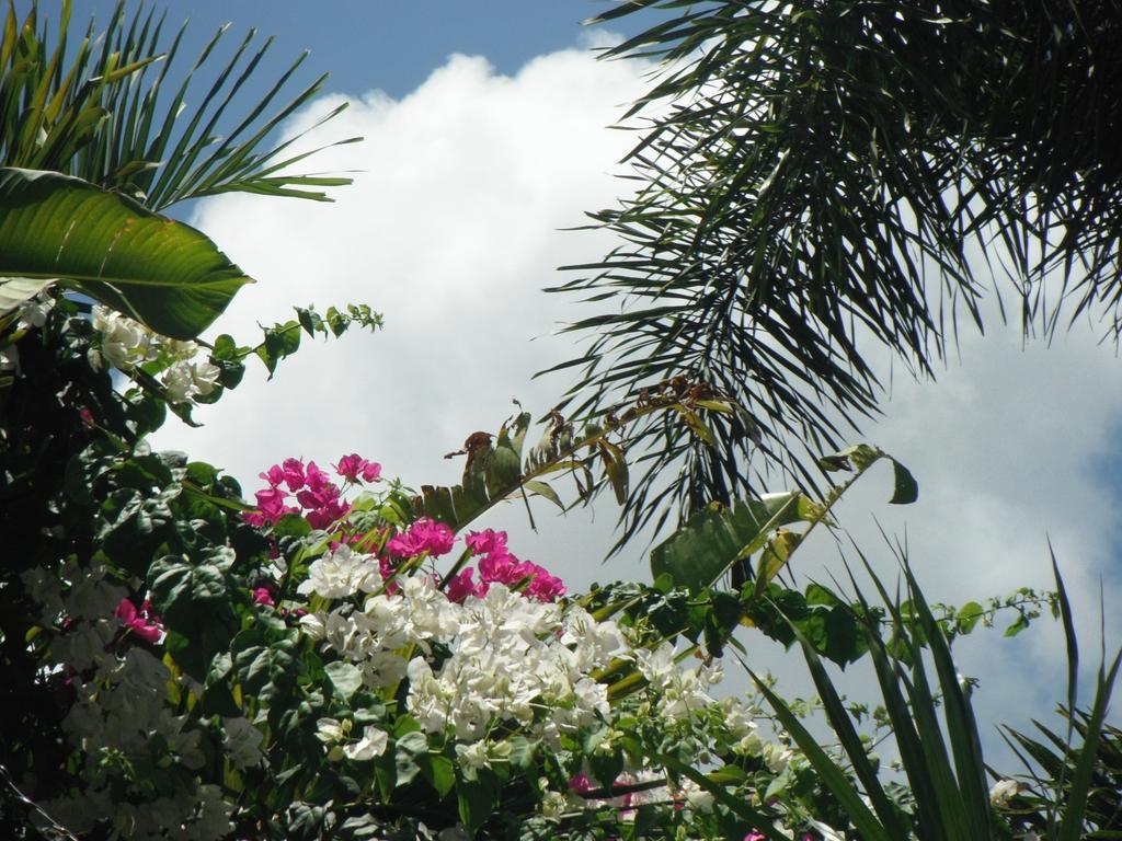 Hotel Classique International In Dominica Marigot Habitación foto